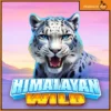 히말라얀 와일드